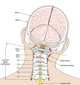 Dizziness & Vertigo: Understanding the Nervous System Connection 1 Dizziness and Vertigo | Upper Cervical Spine