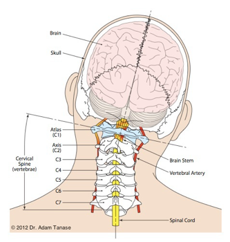 When Behaviour Speaks: How Chiropractic Helps Children Move Towards Calm, Focus & Regulation 3 Blood Flow