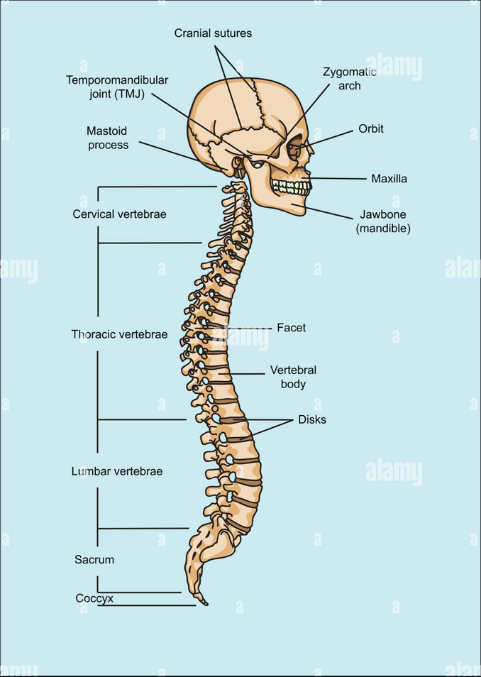 When Behaviour Speaks: How Chiropractic Helps Children Move Towards Calm, Focus & Regulation 2 Chiropractic Helps Children | The Spinal System