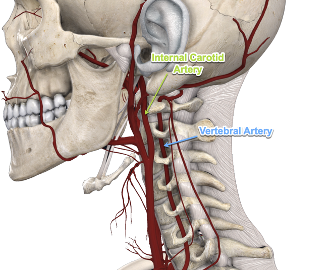 Dizziness & Vertigo: Understanding the Nervous System Connection 4 Blood Flow and Brain Function