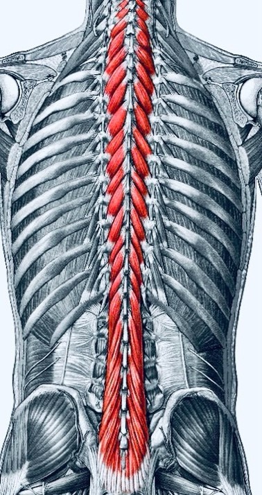 Dizziness & Vertigo: Understanding the Nervous System Connection 5 Full Spine Function