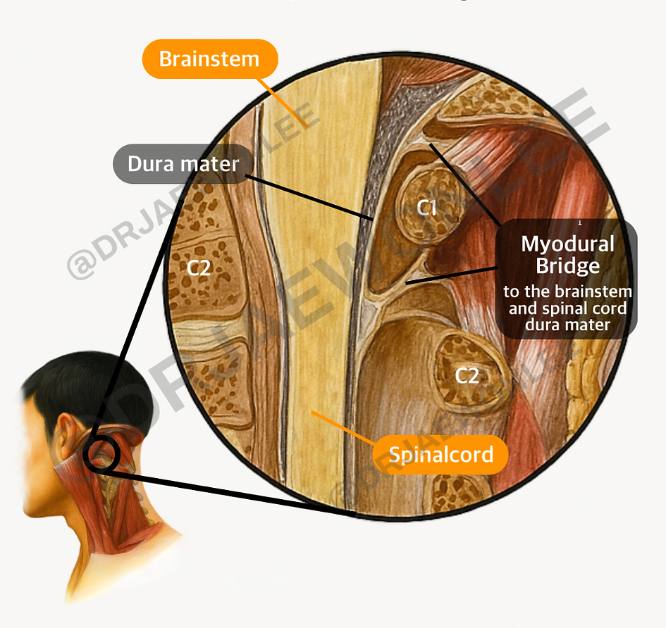 Why the Top of Your Spine Could Be the Key to Relieving Headaches and Migraines Naturally 3 Spinal Cord e1768991422756