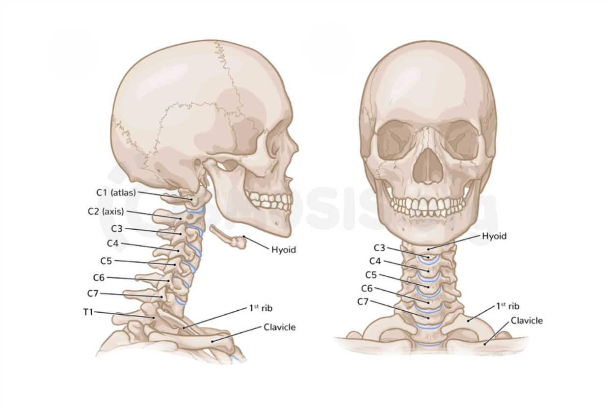 Why the Top of Your Spine Could Be the Key to Relieving Headaches and Migraines Naturally 2 Vertebrae