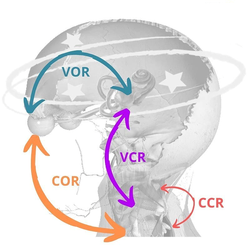 Dizziness & Vertigo: Understanding the Nervous System Connection 3 Vestibulo